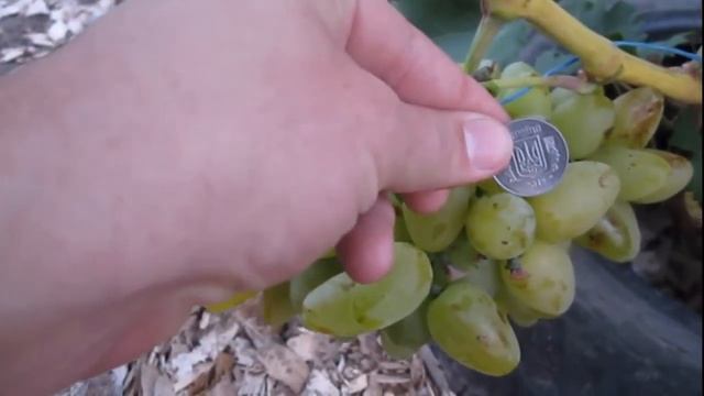 Виноград Бажена. Grapes Bajena смотреть онлайн