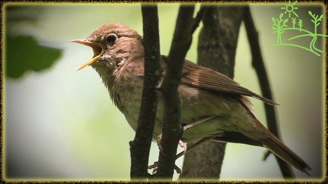 Голоса птиц Как поёт Соловей свистун (Luscinia sibilans)