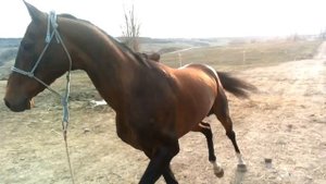 чистокровный ахалтекинский жеребец #akhalteke #ахалтекинец