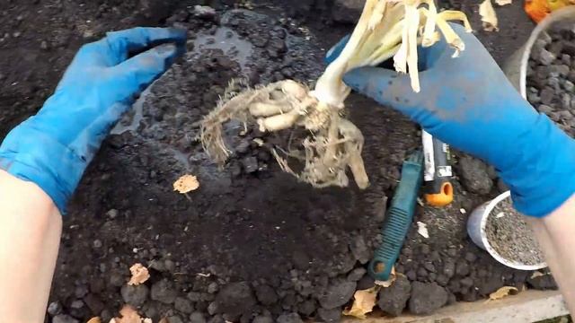 Сажаю лилейники. Осень 2022