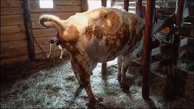 СКОРОПОСТИЖНЫЙ ОТЕЛ У КОРОВЫ!!! ЕЛЕ УСПЕЛИ...