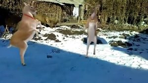 Олень танцует