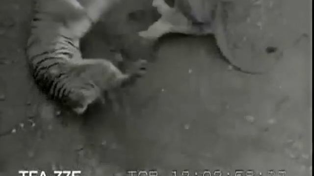 Лев против тигра смотреть онлайн