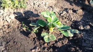 Жук Кравчик на клубнике