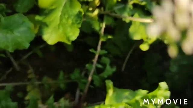 #садогород#овощи#семенаовощей#урожай2021 Дайкон пурпурный самурай/урожай 2021