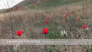тюльпан геснера