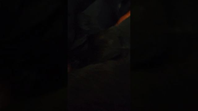 Кормление щенков Ризеншнауцера. смотреть онлайн