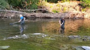 Fishing minnows with nets while wearing chest waders in a slippery rocky river with 1000s of minnow