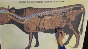 Автономная нервная система (симпатическая и парасимпатическая части)