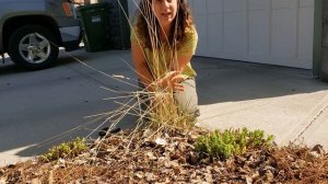 Perennial Garden Clean Up