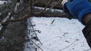 ОБРЕЗКА СЛИВЫ. Формирую плоской пальметой без шпалеры.