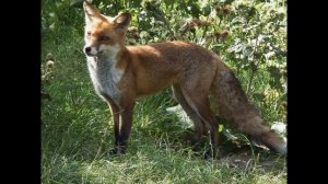 Окружающий мир 3 класс ч.1, тема урока "Невидимые нити в живой природе", с.94-97, Перспектива.