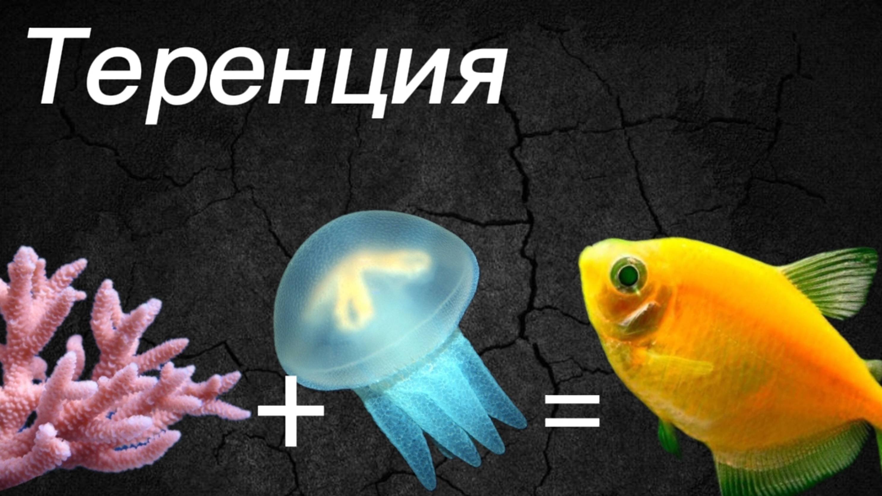 Теренция
