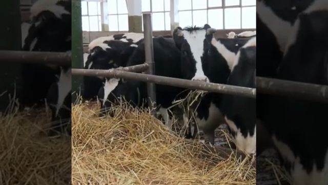 E AGORA FREE STALL OU COMPOST BARN #agro #agricultura смотреть онлайн