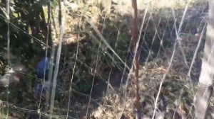 Сделай зимой и пользуйся летом. Сетка для огурцов из ПЭТ бутылок.