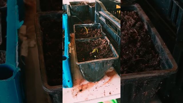 Как вырастить грецкий орех.