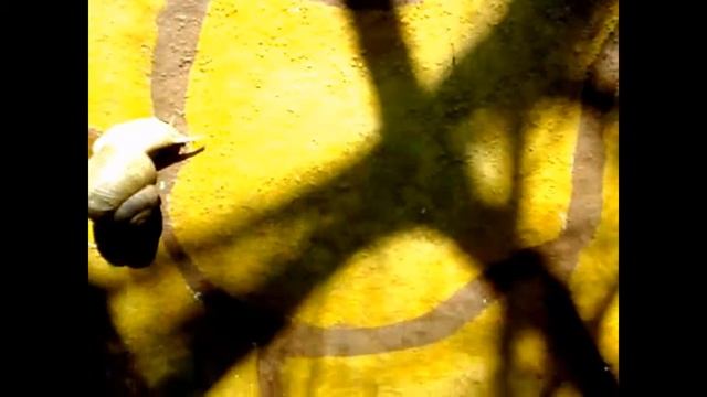 Улитки на заборе соблюдают правила движения. :-) смотреть онлайн