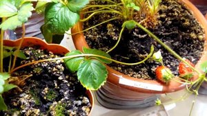 Выращивание ремонтантная клубника земляника strawberry на окне 10.03.18. Ещё урожай. Усы.