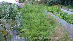 Морковь: Выращивание УРОЖАЙНОЙ МОРКОВИ/ УБОРКА/Как Правильно ОБРЕЗАТЬ МОРКОВЬ ДЛЯ ХРАНЕНИЯ.