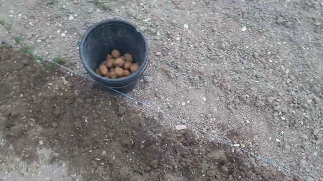 ⚙Самый легкий и быстрый способ посадки картофеля вручную-2.The easiest&fastest way to plant potato- смотреть онлайн