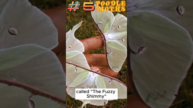 Poodle moth Interesting Fact 5
