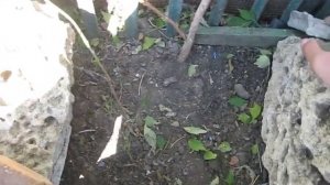 Кампсис не агрессор. Почему образуется корневая поросль. Ошибки выращивания кампсиса.