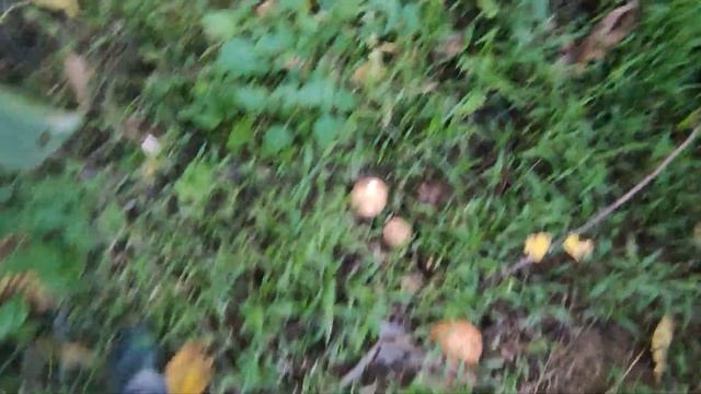 Амазонка. День 36 - Удивительный улов / Сибиряк на каноэ [Subtitle] @Got1Try смотреть онлайн