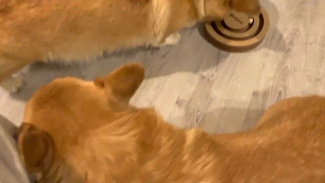 РАЗВИВАЮЩАЯ ИГРУШКА для кошек и собак 2 в 1 пробуем!👍🏼 смотреть онлайн