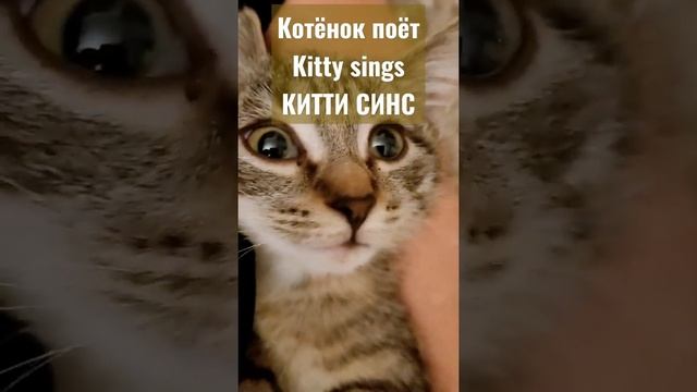 На английском языке "Котенок поёт" КИТТИ СИНС Kitty sings транскрипция перевод смотреть онлайн