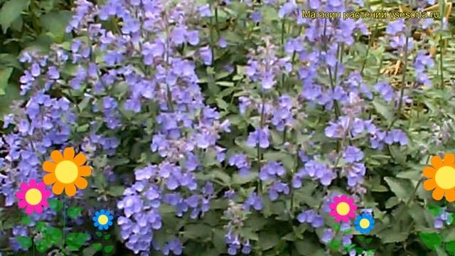 Котовник фассена Валкерс Лоу. Краткий обзор, описание характеристик, где купить саженцы смотреть онлайн