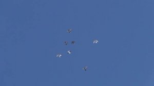 Голуби Тульской обл.