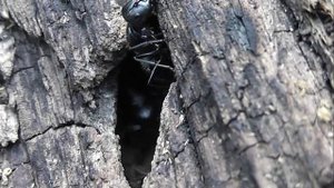 БИОСФЕРА: 207. Чёрный Муравей-Древоточец (Camponotus vagus)