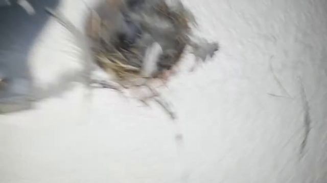 Птенцы воробья