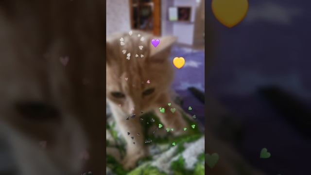 1693230559532.mp4