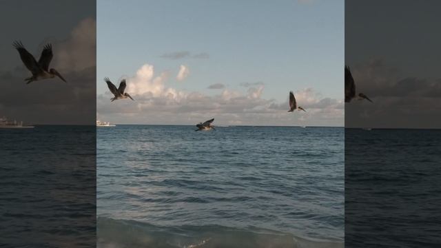 Пеликаны. Доминикана