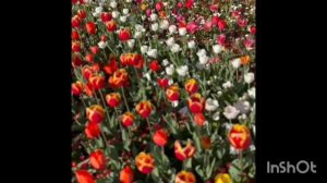 Tulip charming beauty 😍😍