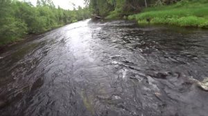 Хариус. Рыбалка на лесной реке. Ленинградская область.