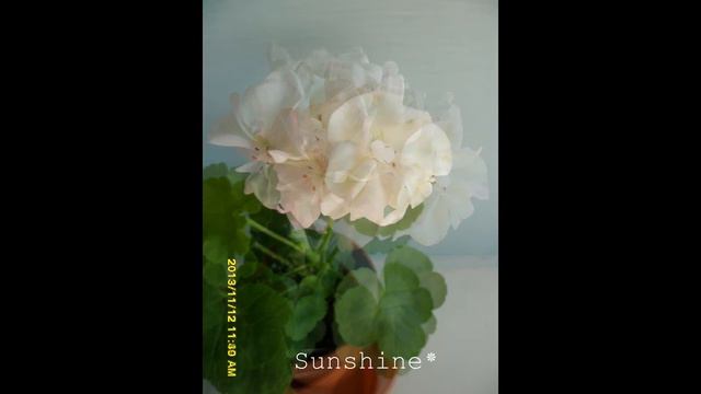 31. Deacon Picotee 디컨피코티 Pelargonium смотреть онлайн