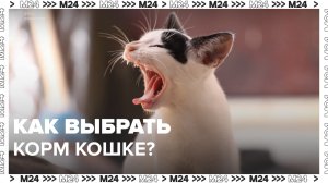 Как выбрать корм для кошек — Москва 24 | Контент