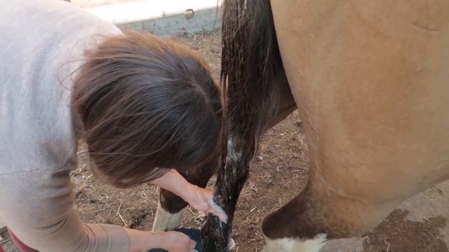 Как мыть лошадь? VLOG / Уход за лошадьми смотреть онлайн