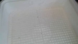 инкубатор веселое семейство. Доработка простейшего инкубатора и закладка яиц