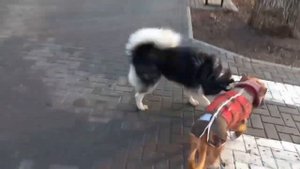 Кобель и течная сука. Сложности выгула.