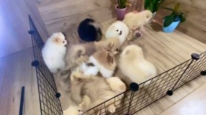 Купить щенка шпица в Санкт Петербурге - питомник шпицев в СПб "Морошка Мама"