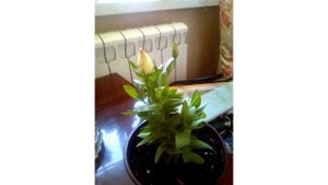 Мой цветущий садик в квартире).mp4