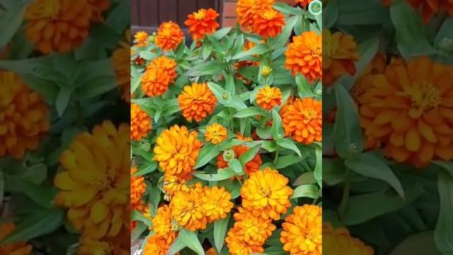 УНИКАЛЬНЫЙ СОРТ циннии - Захара Дабл Оранж! смотреть онлайн