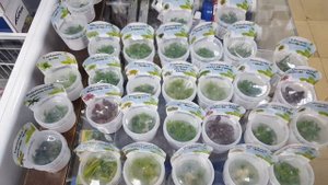 Меристемные растения