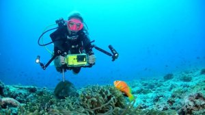 Nautismart, Ivana and anemone fish