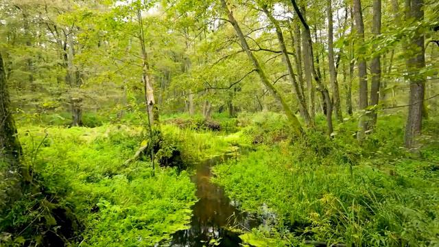 Relaxing Music For Stress Relief Anxiety and Depressive States  Heal Mind Body and Soul