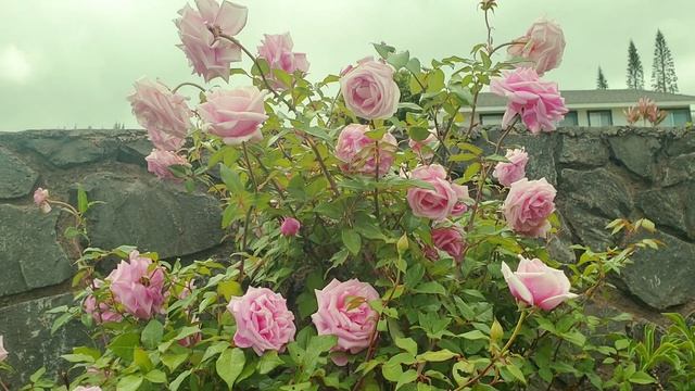 Rose Garden Tour 2020, Growing Roses | Lovely Pink Roses Flower, Summer Bloom | Rose Garden смотреть онлайн