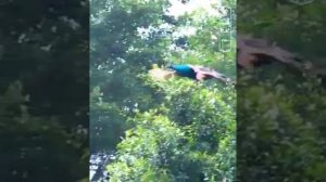 Павлин - уникальная птица!